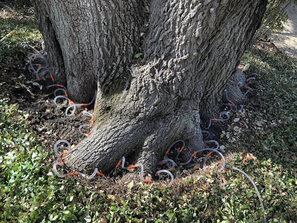 Detailed Tree Cabling and Bracing job site in Caddo Mills