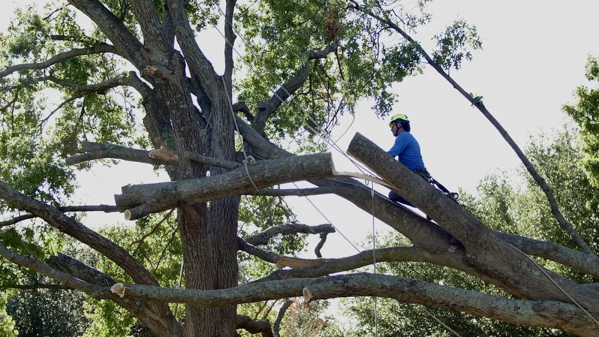 Professional Hazardous Tree Removal performed by certified arborists in Caddo Mills