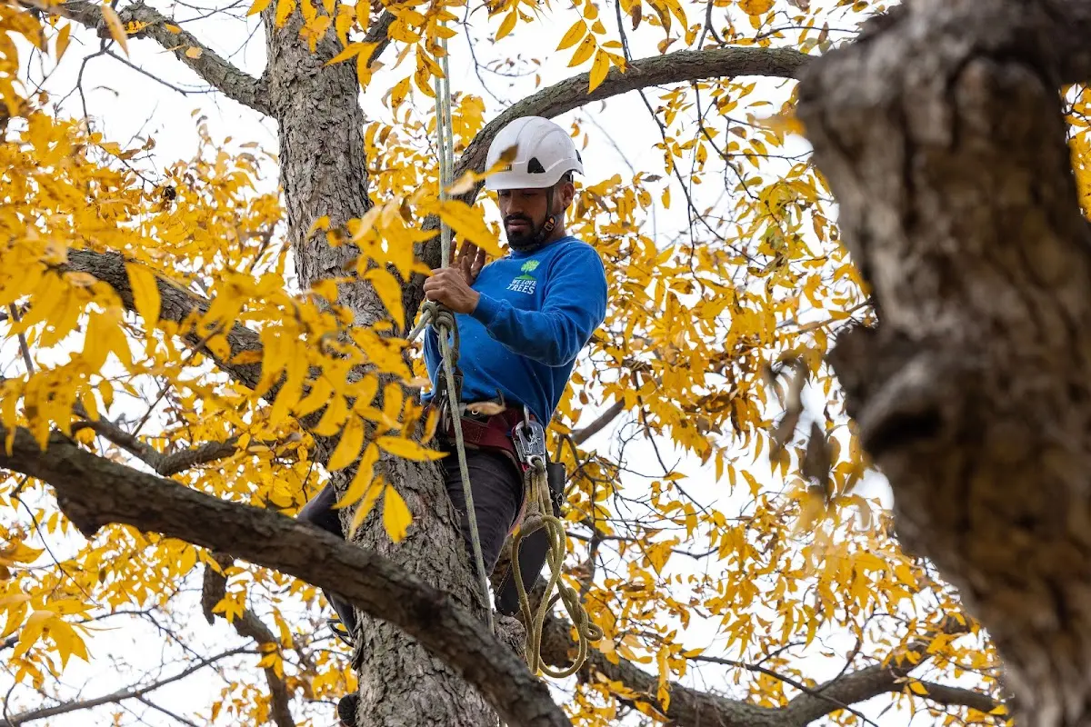Skilled Tree Planing crew working in Caddo Mills