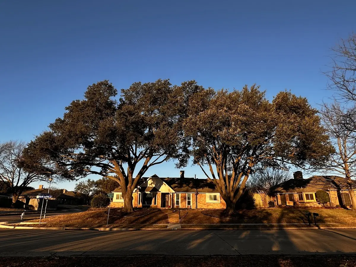 Established residential canopy tree shading a home in Caddo Mills